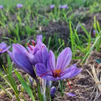 خرید و فروش گل و پیاز زعفران مرغوب|گل و گیاه طبیعی|ملایر, |دیوار