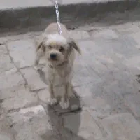 یک عدد سگ تفلسی|سگ|آران و بیدگل, |دیوار