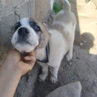 سگ آلابای ترکمن