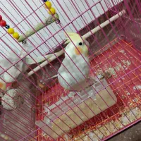 فروش عروس هلندی