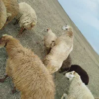 قوچ سه ساله