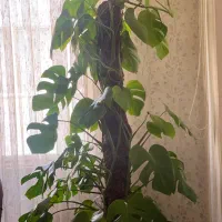 گل برگ انجیری|گل و گیاه طبیعی|مشهد, طلاب|دیوار