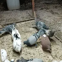 تعداد 11عدد کبوتر|پرنده|لنجان, |دیوار