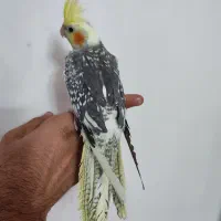 عروس هلندی اهلی دوکت|پرنده|تبریز, |دیوار