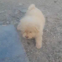 پاکوتاه پشمی