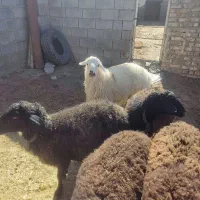بره نر و ماده فروشی|حیوانات مزرعه|قم, باغ اشرافی|دیوار