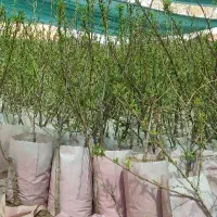 بزرگترین.نهالستان. دارای بادام‌گلدانی