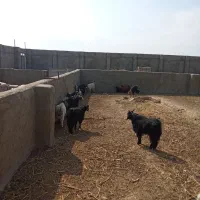 بزغاله|حیوانات مزرعه|گزیک, |دیوار