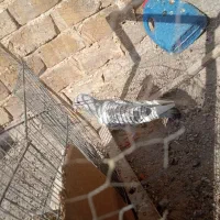 مینا شامی|پرنده|تربت‌حیدریه, اندیشه|دیوار