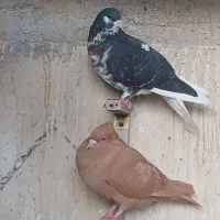 کبوتر|پرنده|برازجان, |دیوار