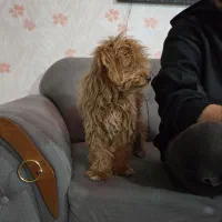 پودل|سگ|کرج, کوی مهر|دیوار