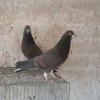 کبوتر نر و ماده سیمونی