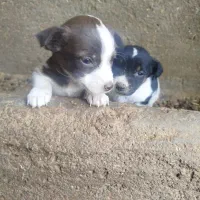 توله پاکوتاه گوش راست|سگ|کاشمر, |دیوار