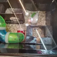 همستر کیوت فروش خیلی فوری به دلیل مسافرت|موش و خرگوش|مشهد, رسالت|دیوار