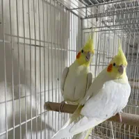 عروس هلندی|پرنده|گرمسار, |دیوار