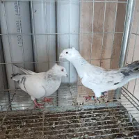 کبوتری شامی