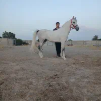 نریان پایه دره شوری نوه طوفان سالار تفت