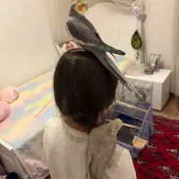 عروس هلندی جفت دستی|پرنده|تهران, شهرک پرواز|دیوار