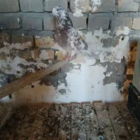 کفتر نر ۵ ساعته