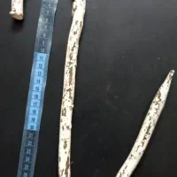 ساتور