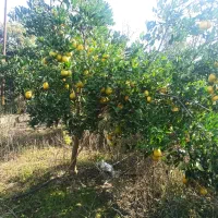 فروش پرتقال تامسون خونی درشت|عمده‌فروشی|قائم‌شهر, |دیوار