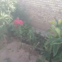 انواع نهال