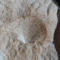 سنگ زینتی