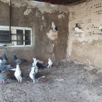 کفتر رنگه المانی|پرنده|تربت جام, میان جام|دیوار