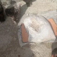 مرغ قشنگ|حیوانات مزرعه|نوشین شهر, |دیوار