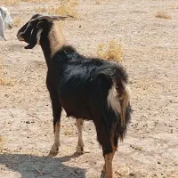 5راس بز