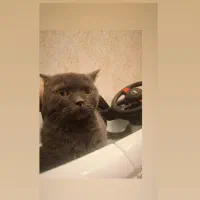 گربه بریتیش بلو ماده