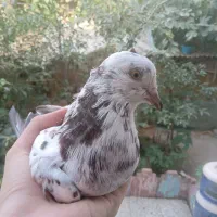 دو عدد کبوتر .کفتر نر و ماده بالغ|پرنده|صومعه‌سرا, |دیوار