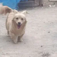 سگ پا کوتاه ماده