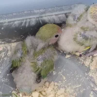 یک جفت طوطی برزیلی مولد|پرنده|سقز, |دیوار