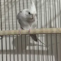 عروس هلندی آلبینو و دوکت|پرنده|رفسنجان, |دیوار