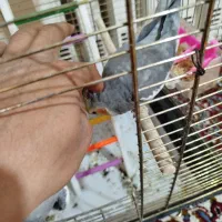 عروس هلندی|پرنده|قم, شهرک مهدیه|دیوار