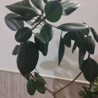 گل فیکوس بزرگ