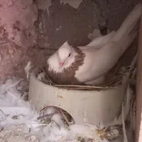 معاوضه فقط،با عســل کوهی