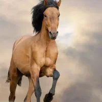 خریدو فروش انواع اسب