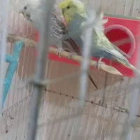 جفت مرغ عشق پروانه ای دوگل فول .