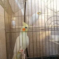 عروس هلندی لوتیوم