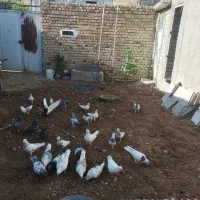 باسلام تعداد 30عددکبوتر