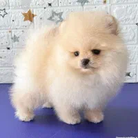 پامرانین و پودل اصیل و عروسکی