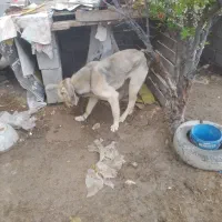 واگذاری سگ ماده