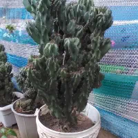گل کاکتوس صخره ایی سالم|گل و گیاه طبیعی|گوراب زرمیخ, |دیوار
