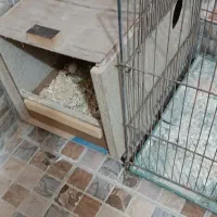 عروس هلندی کار داده|پرنده|میبد, |دیوار