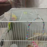 کوتوله|پرنده|مشهد, ادیب نیشابوری (شهرک غرب)|دیوار