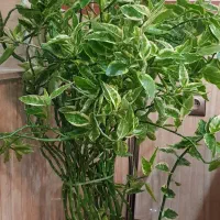 گل پدیلانتوس ابلق طبیعی