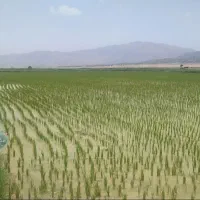 برنج کامفیروزی اصل حیدری درجه یک به شرط...|عمدهفروشی|کامفیروز, |دیوار