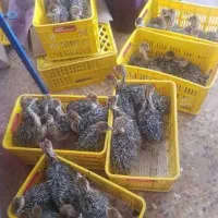 جوجه شترمرغ 15 روزه تا 3 ماه و تخم نطفه دار 80٪